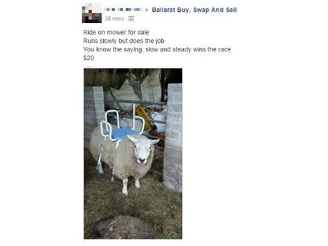 Be Kind and Courteous. . Ballarat poultry buy swap and sell
